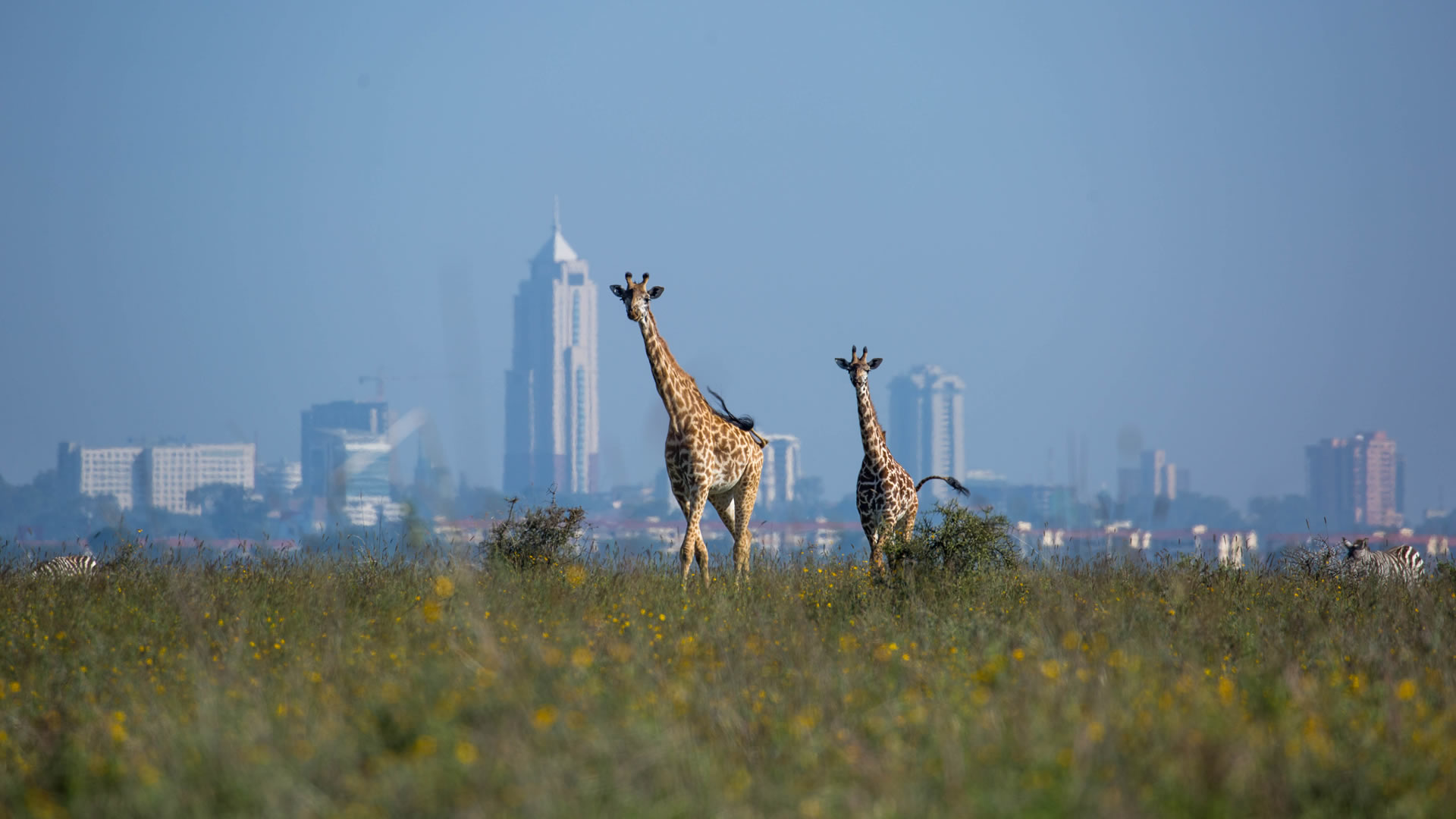  Nairobi National Park 