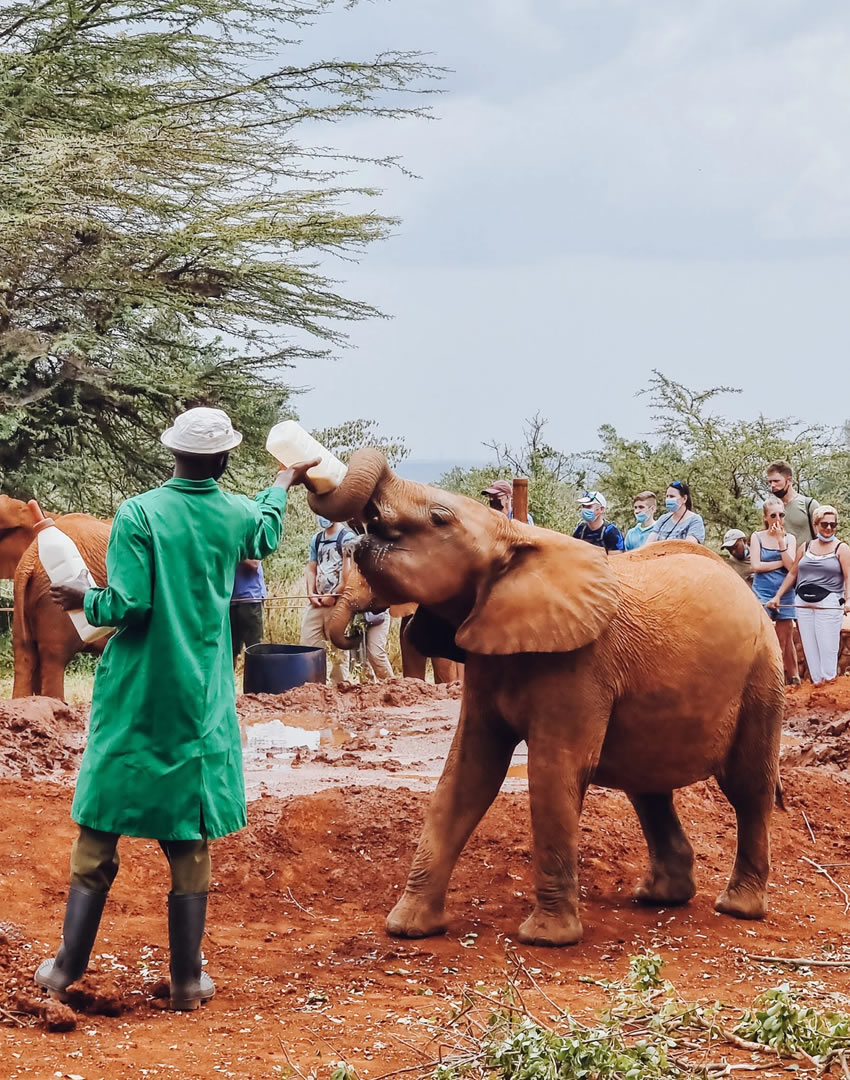 shedrick's elephant orphanage