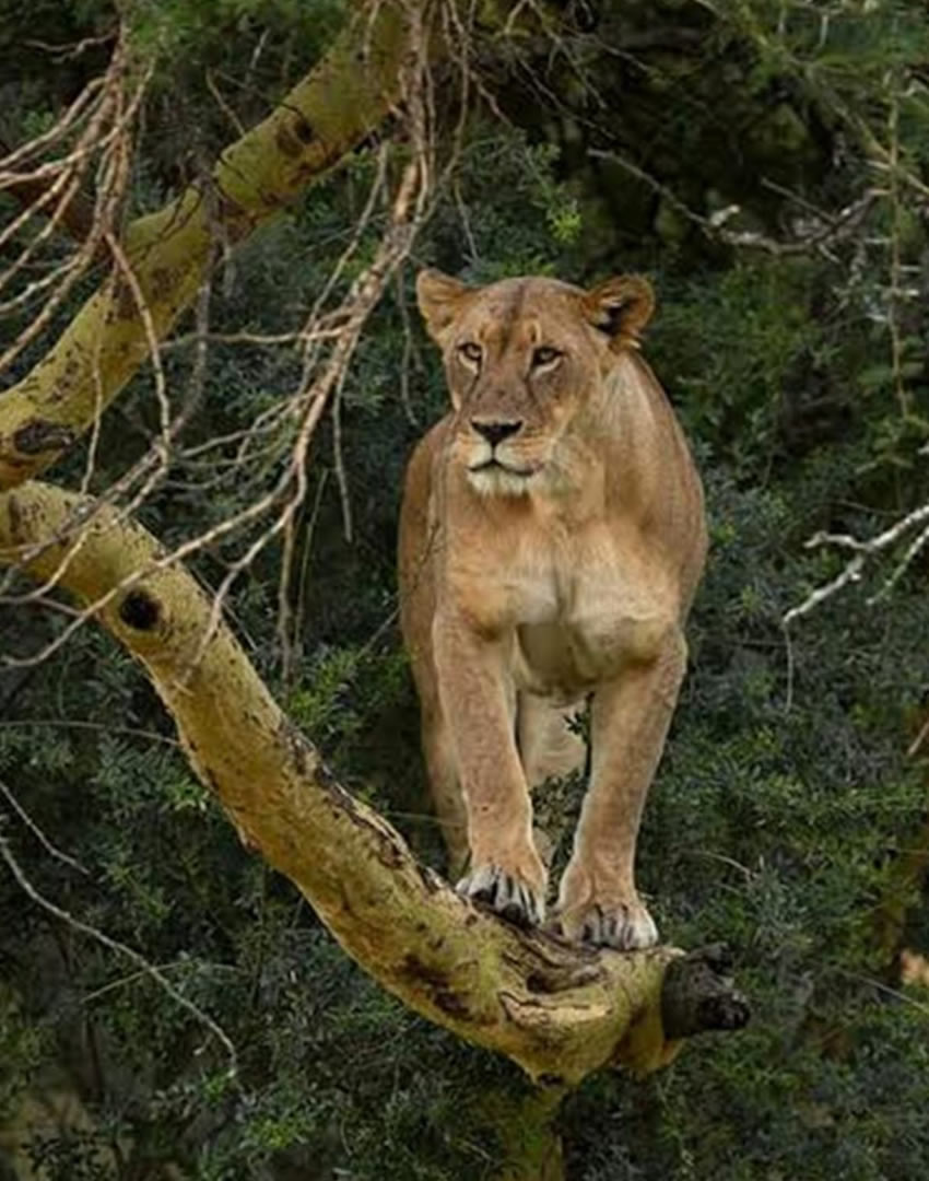 giraffe center nairobi