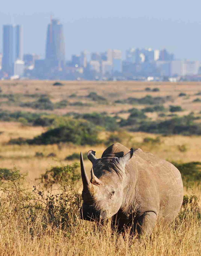 nairobi national park