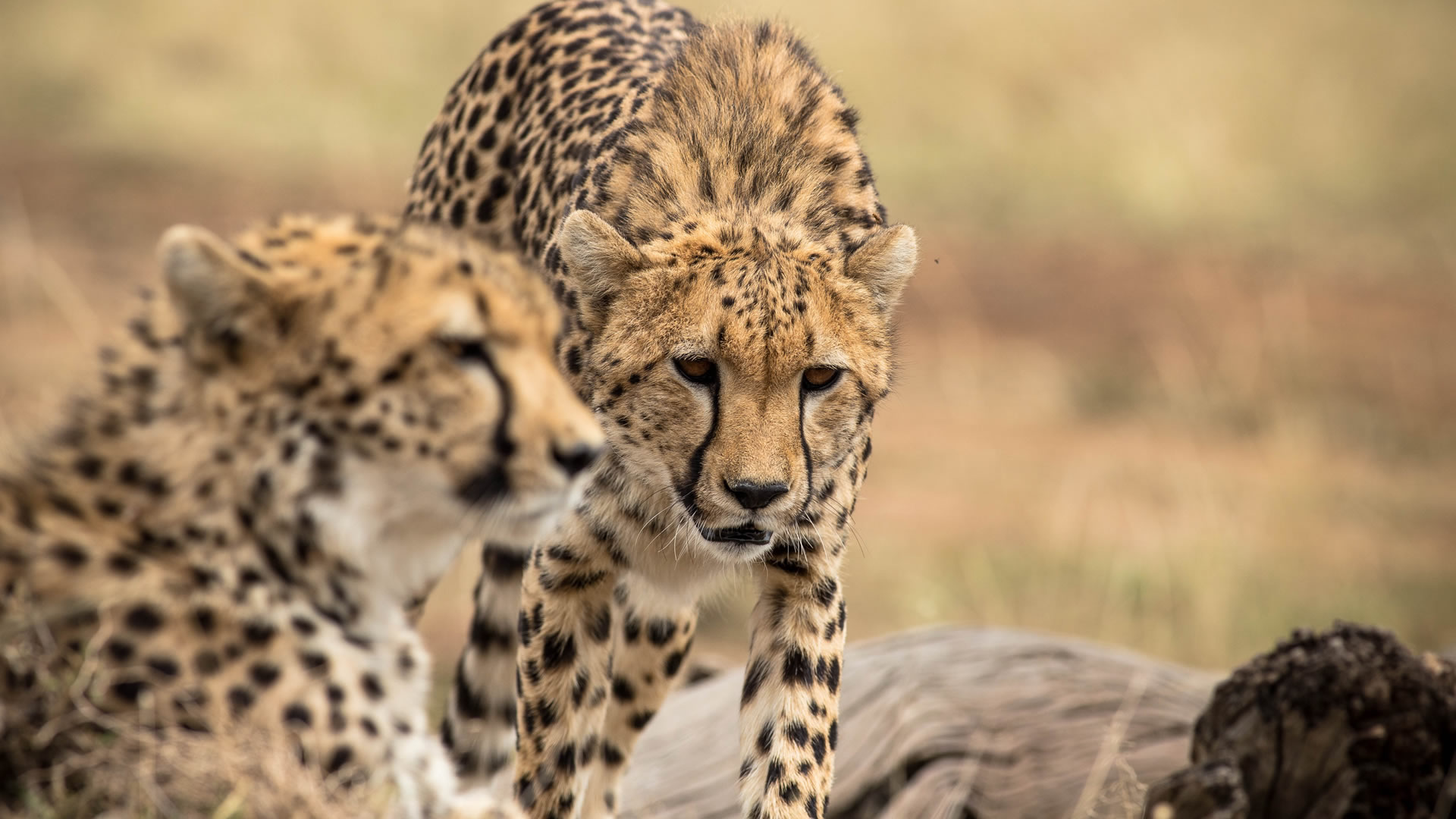 5 Days Mara luxury Safari