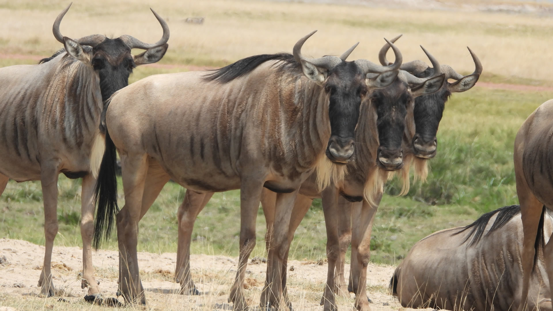 5 Days Wildebeest Migration Safari
