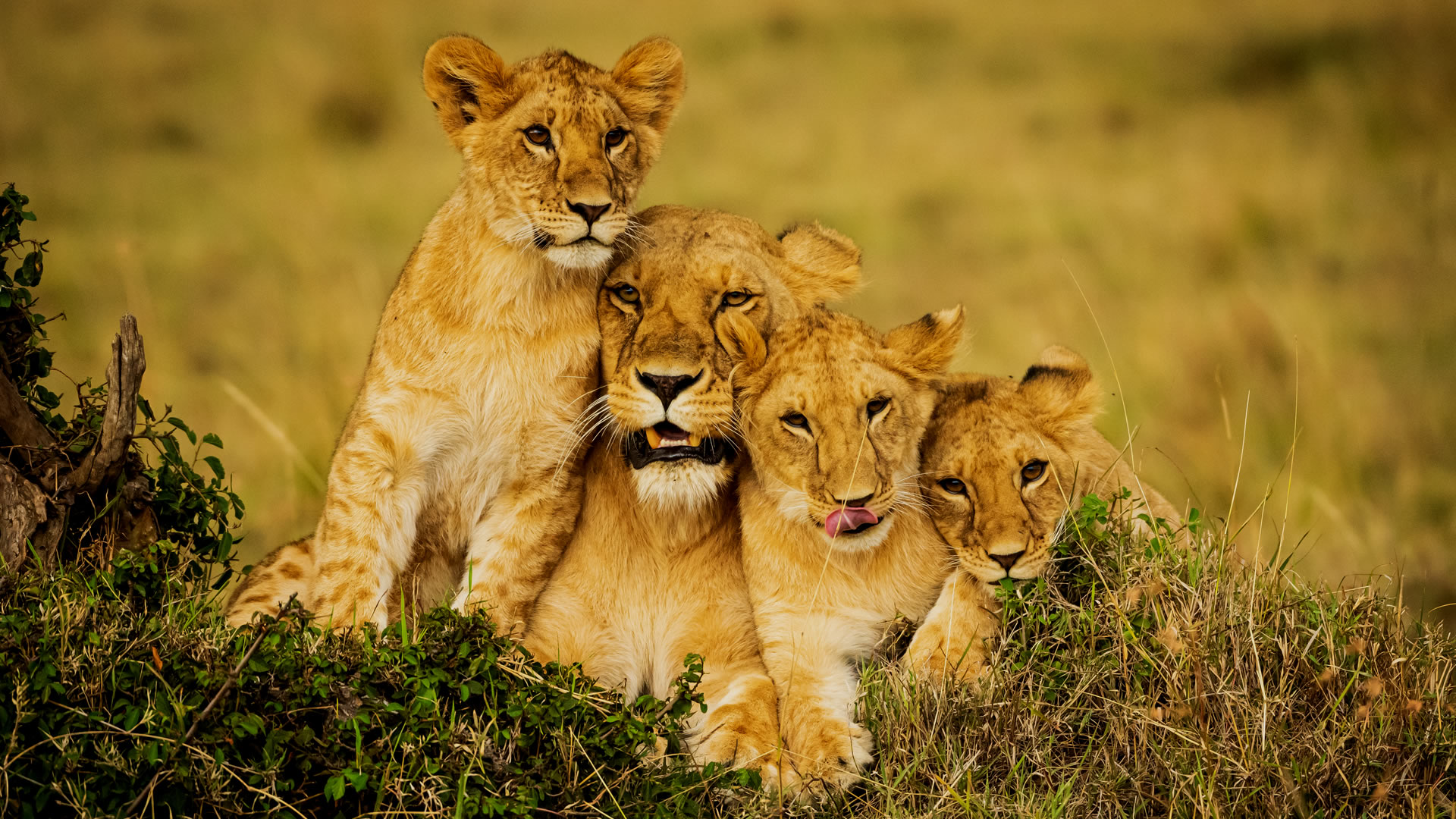  6 Days Kenya Epic Road Safari 