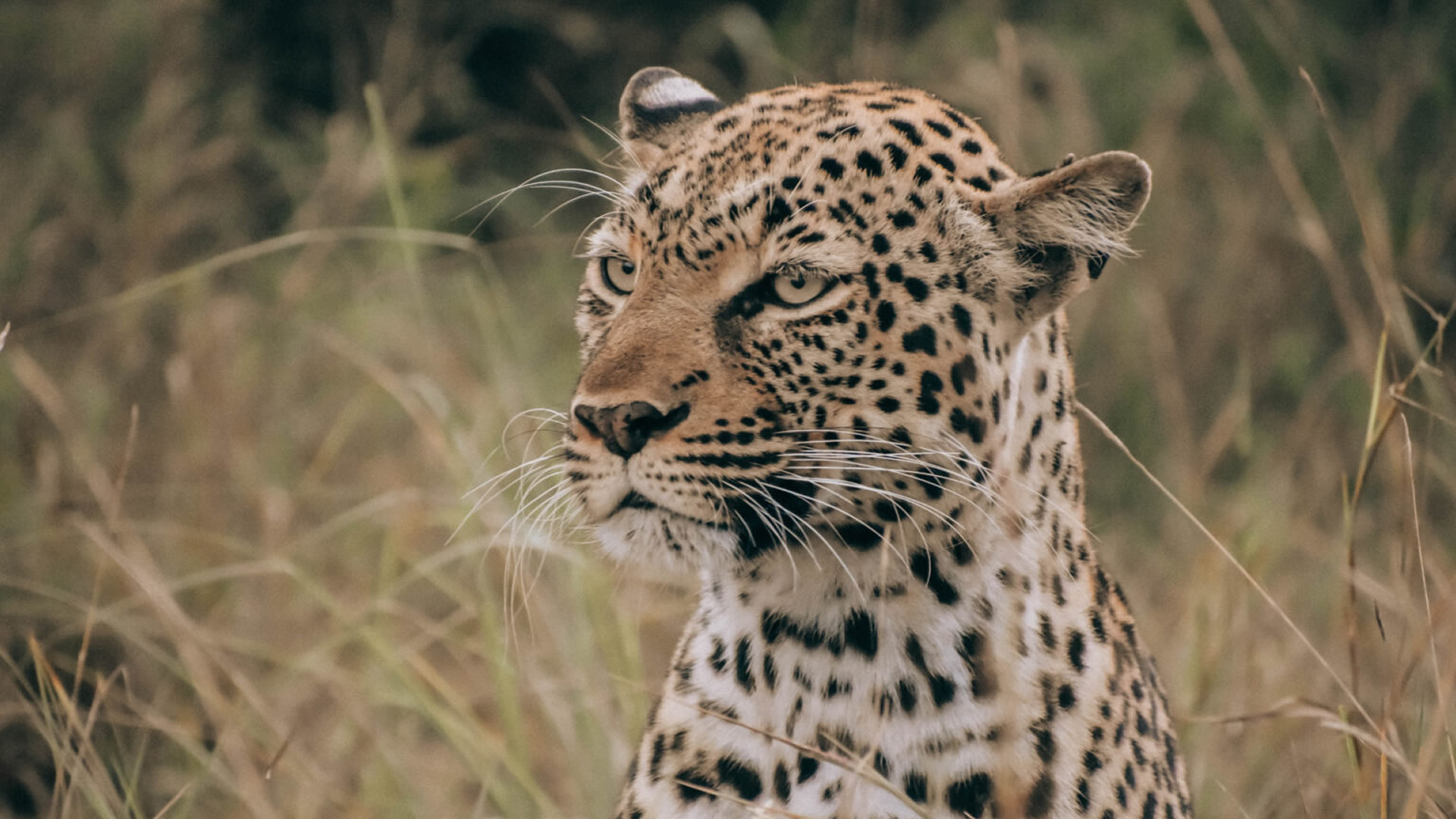 6 Days Kenya Signature Safari 