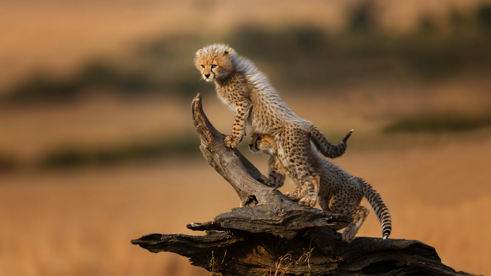 6 Days Luxury Kenya Safari