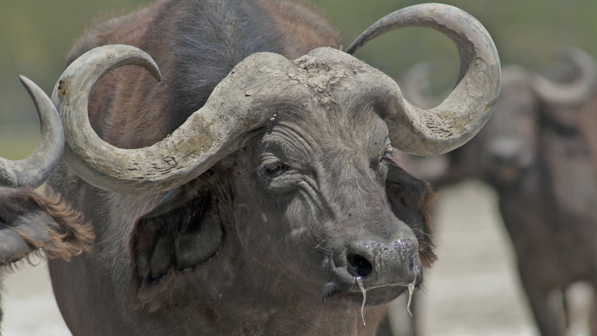 6 Days Mara Nakuru Safari 