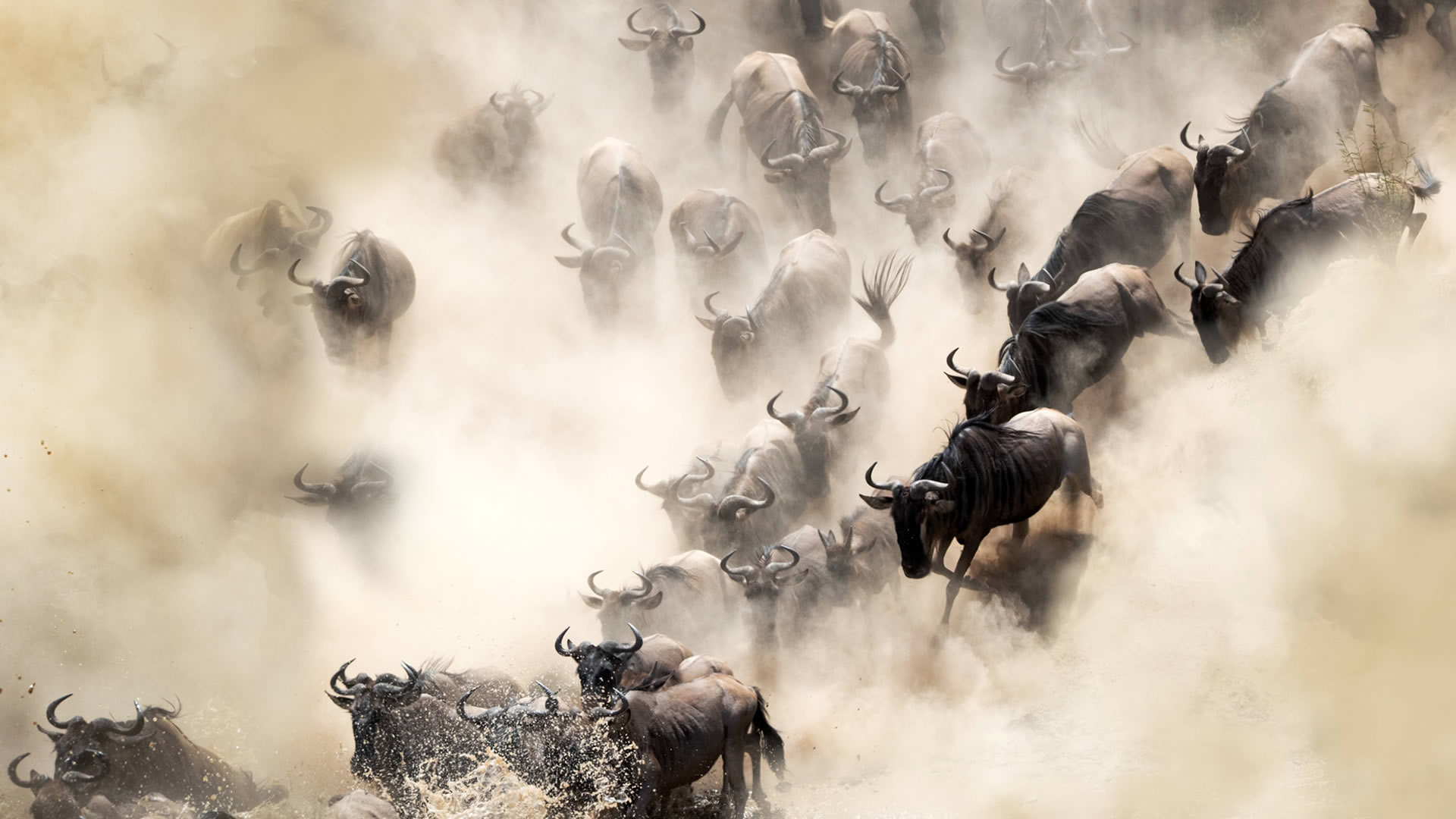  6 Days Migration Expedition