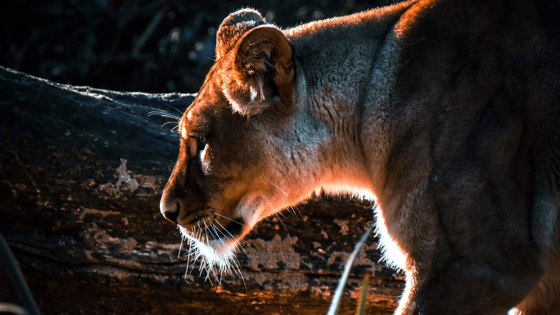 7 Days Kenya Luxury Safari Experience