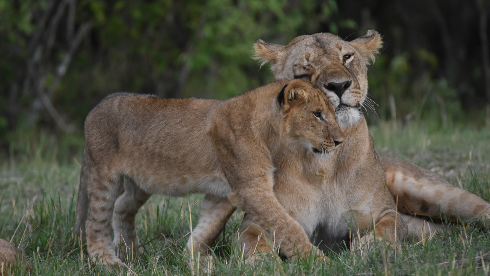 8 Days Kenya Iconic Family Safari