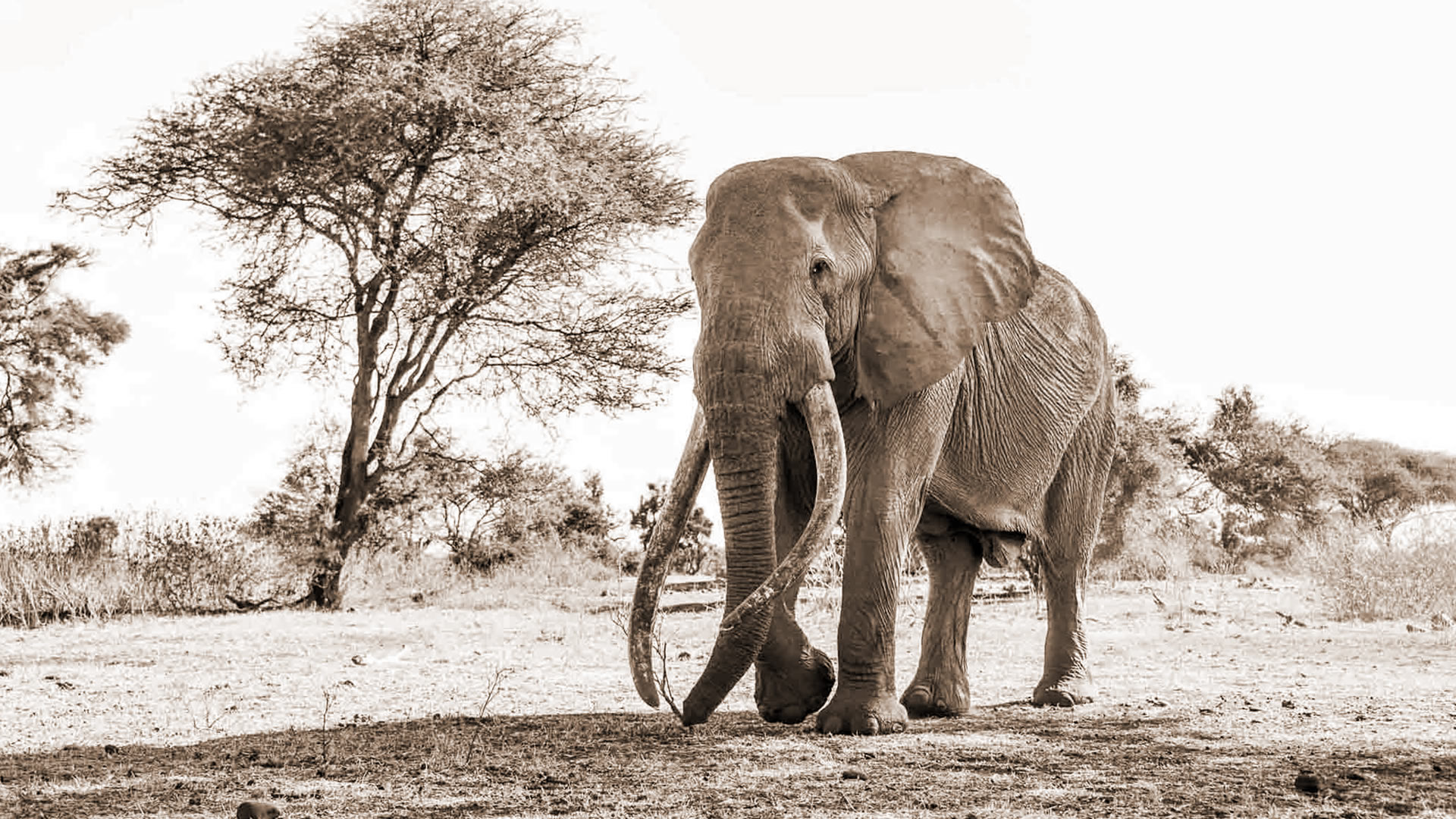  9 Days In the Footsteps of Greg Kenya Safari