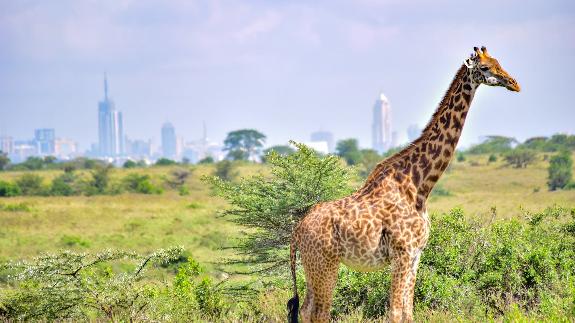 Nairobi City Highlights Tour – A Journey of Nature, Heritage & Fine Dining